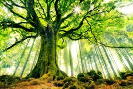 Les plus beaux arbres du monde hetre de ponthus